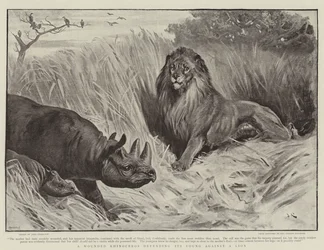A Wounded Rhinoceros Defending Its Young Against a Lion